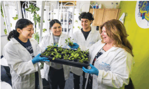 photo of Kesselman Student Fellows Catherine Saldana ’25, Maraya Cruz ’25 and Justin Capin ’26 examine seedlings with Brandy Garrett-Kluthe, Ph.D.